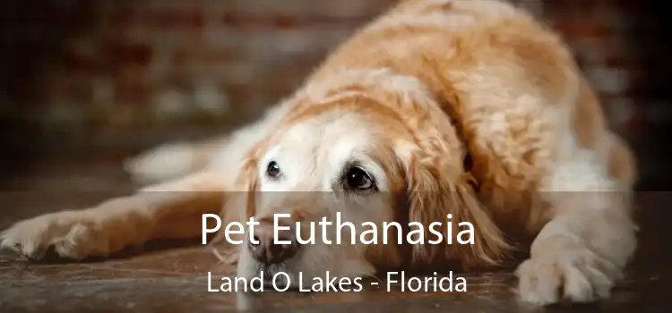 Pet Euthanasia Land O Lakes - Florida