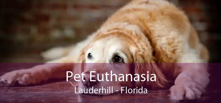 Pet Euthanasia Lauderhill - Florida