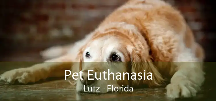 Pet Euthanasia Lutz - Florida
