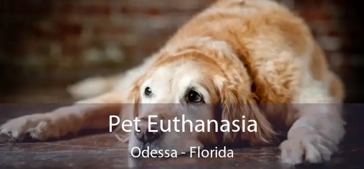 Pet Euthanasia Odessa - Florida