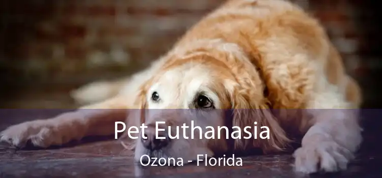 Pet Euthanasia Ozona - Florida