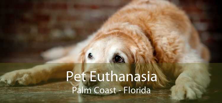 Pet Euthanasia Palm Coast - Florida
