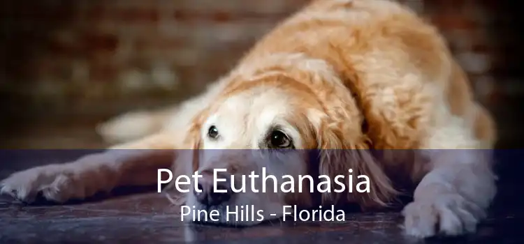 Pet Euthanasia Pine Hills - Florida