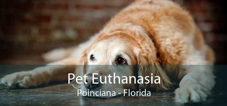 Pet Euthanasia Poinciana - Florida