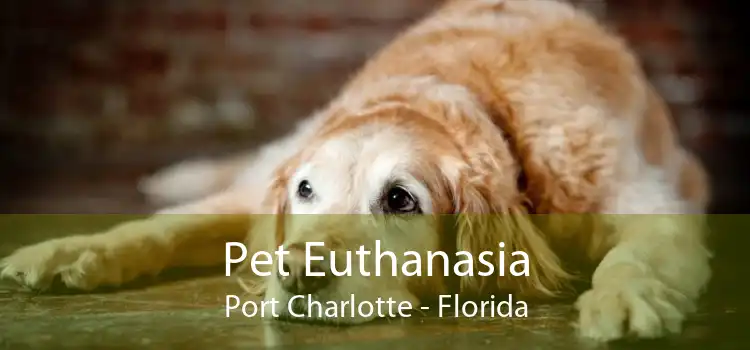 Pet Euthanasia Port Charlotte - Florida