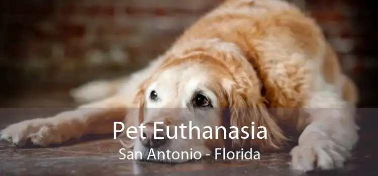 Pet Euthanasia San Antonio - Florida