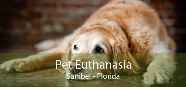 Pet Euthanasia Sanibel - Florida