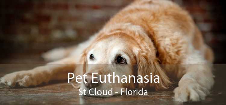 Pet Euthanasia St Cloud - Florida