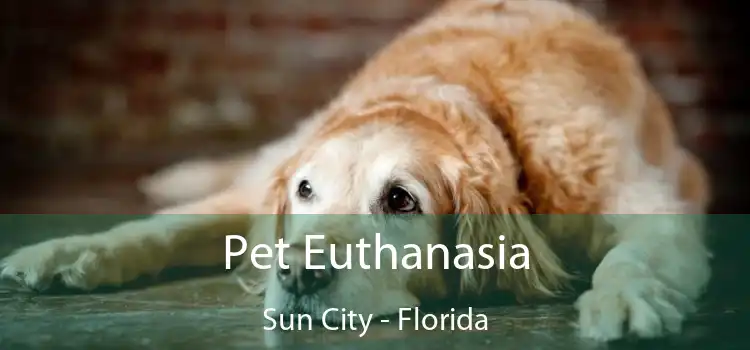 Pet Euthanasia Sun City - Florida