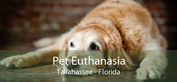 Pet Euthanasia Tallahassee - Florida