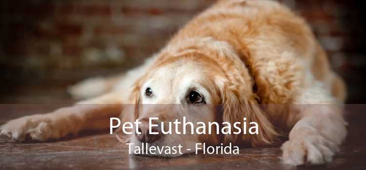 Pet Euthanasia Tallevast - Florida