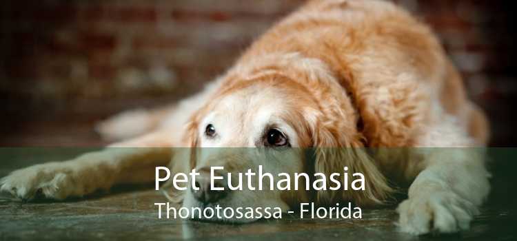Pet Euthanasia Thonotosassa - Florida