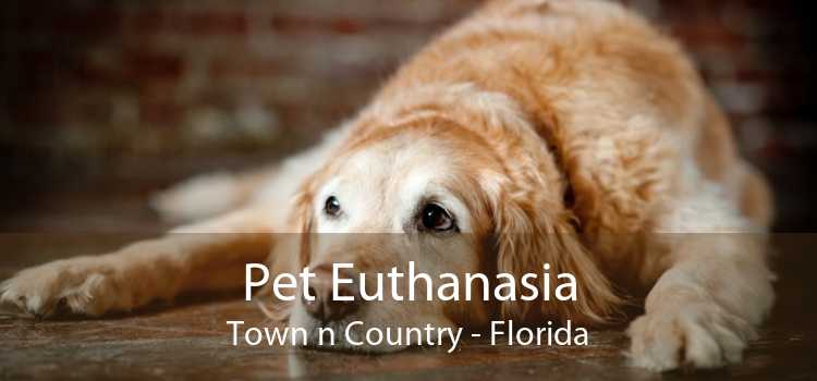 Pet Euthanasia Town n Country - Florida
