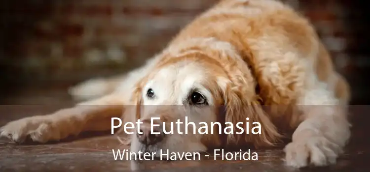 Pet Euthanasia Winter Haven - Florida