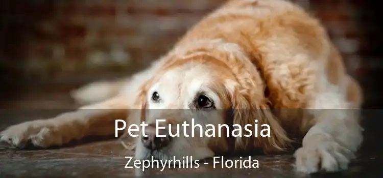Pet Euthanasia Zephyrhills - Florida