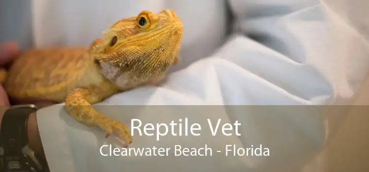 Reptile Vet Clearwater Beach - Florida