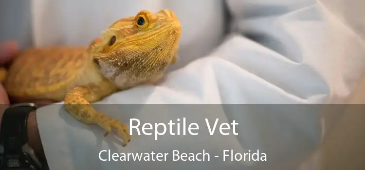 Reptile Vet Clearwater Beach - Florida
