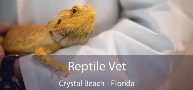 Reptile Vet Crystal Beach - Florida