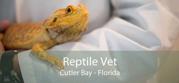 Reptile Vet Cutler Bay - Florida
