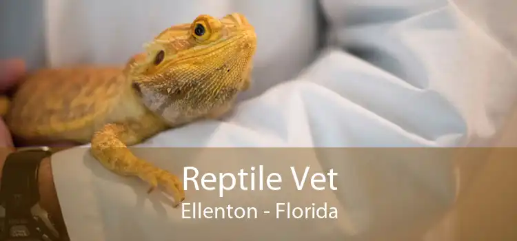 Reptile Vet Ellenton - Florida