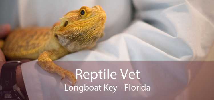 Reptile Vet Longboat Key - Florida