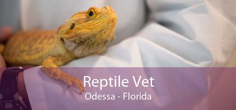 Reptile Vet Odessa - Florida
