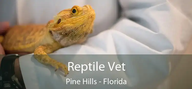 Reptile Vet Pine Hills - Florida