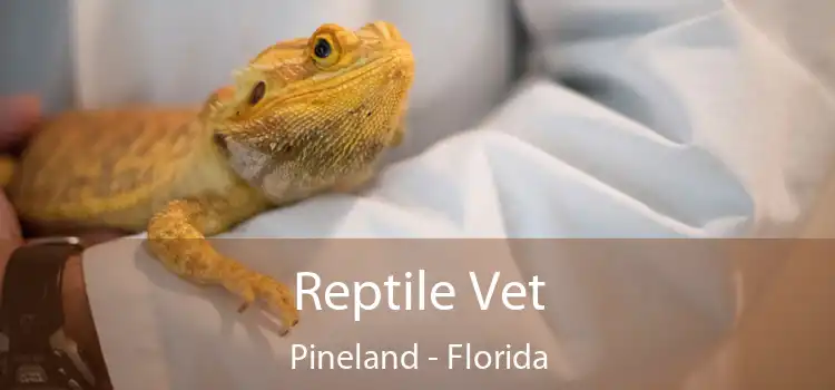 Reptile Vet Pineland - Florida