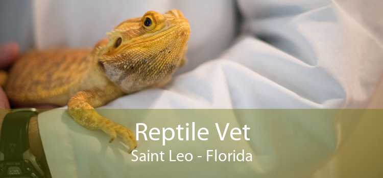 Reptile Vet Saint Leo - Florida