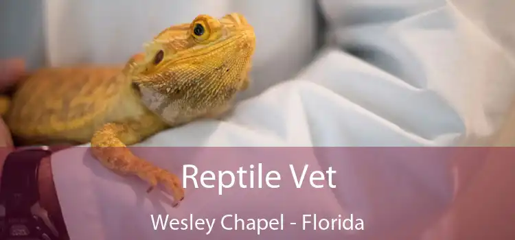 Reptile Vet Wesley Chapel - Florida