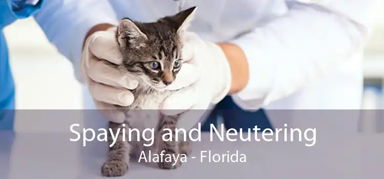 Spaying and Neutering Alafaya - Florida