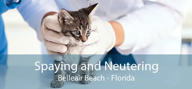 Spaying and Neutering Belleair Beach - Florida