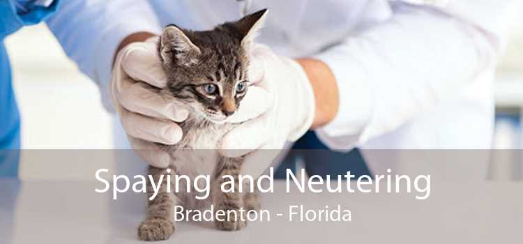Spaying and Neutering Bradenton - Florida