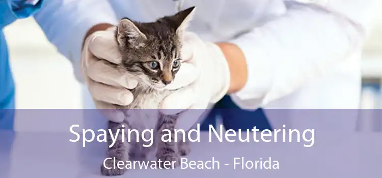 Spaying and Neutering Clearwater Beach - Florida