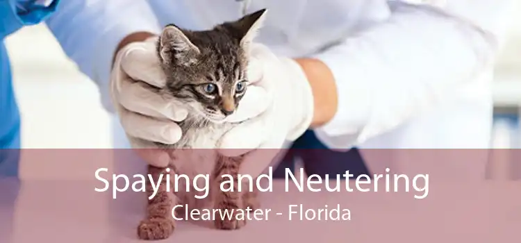 Spaying and Neutering Clearwater - Florida
