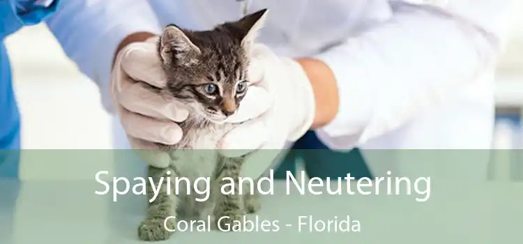 Spaying and Neutering Coral Gables - Florida
