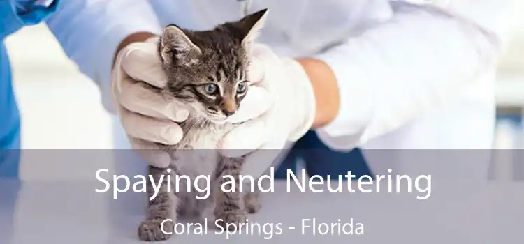 Spaying and Neutering Coral Springs - Florida