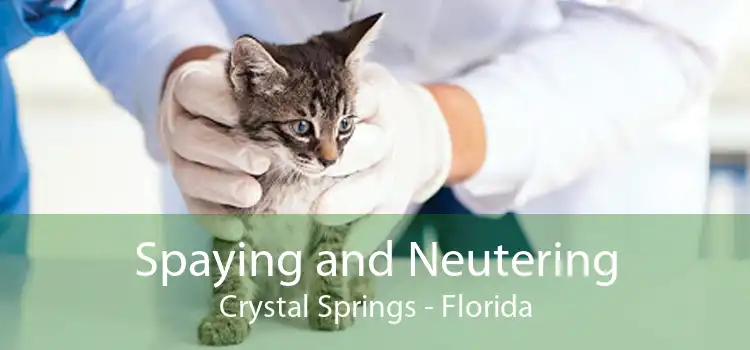 Spaying and Neutering Crystal Springs - Florida