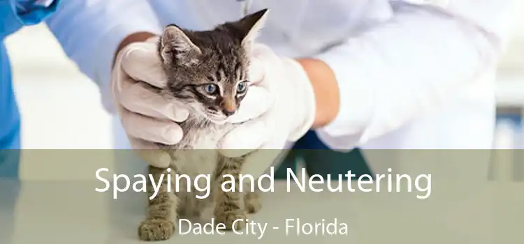 Spaying and Neutering Dade City - Florida