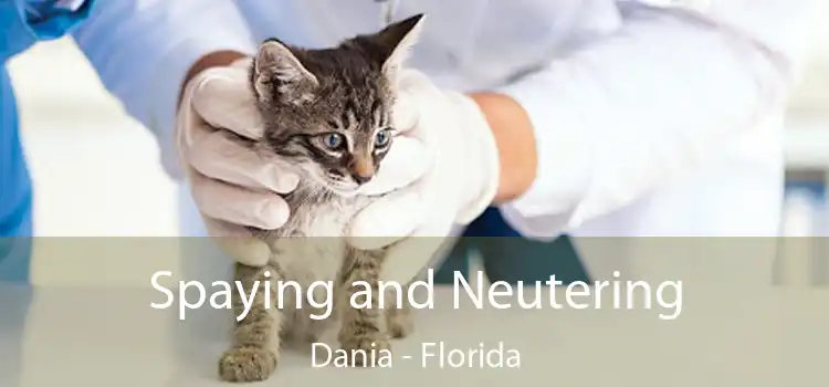 Spaying and Neutering Dania - Florida
