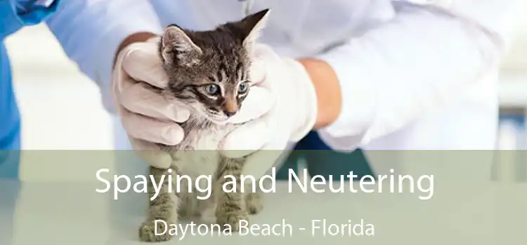 Spaying and Neutering Daytona Beach - Florida