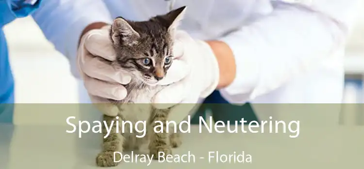 Spaying and Neutering Delray Beach - Florida
