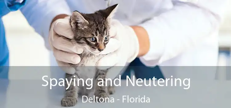 Spaying and Neutering Deltona - Florida