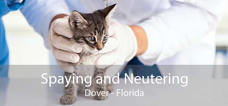 Spaying and Neutering Dover - Florida