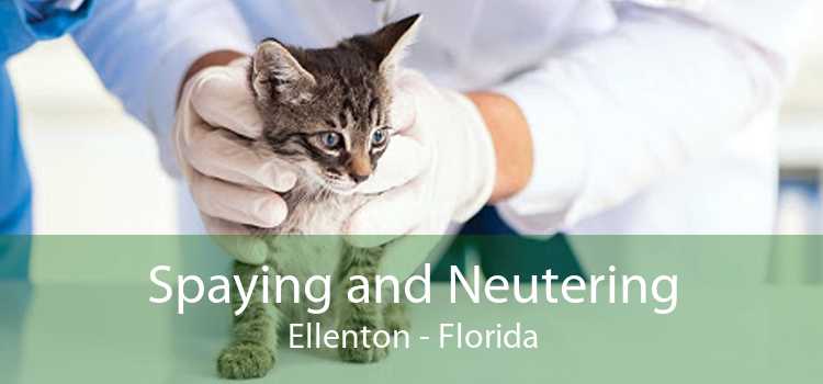 Spaying and Neutering Ellenton - Florida