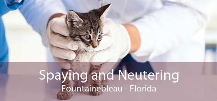Spaying and Neutering Fountainebleau - Florida
