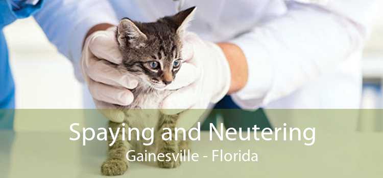Spaying and Neutering Gainesville - Florida