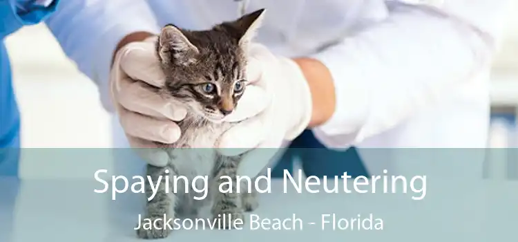 Spaying and Neutering Jacksonville Beach - Florida