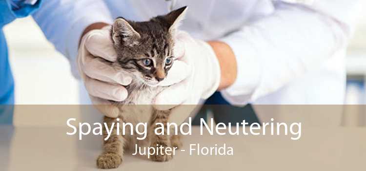 Spaying and Neutering Jupiter - Florida