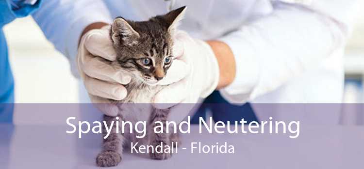 Spaying and Neutering Kendall - Florida